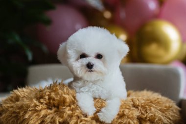 Evdeki sandalyede oturan sevimli beyaz Bichon Frise köpeği. İç dekore edilmiş doğum günü balonları. Bakım salonu, veterinerlik, evcil hayvan ürünleri, takvimler, afişler için kullanılabilir 