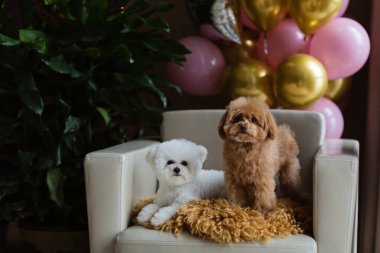 Şirin beyaz Bichon Frise ve Fino köpekleri evde doğum gününü kutluyorlar. Sıcak hava balonlu, pembe ve altın rengi evcil hayvan partisi. Evcil hayvan ürünleri, takvimler, veteriner, kuaför