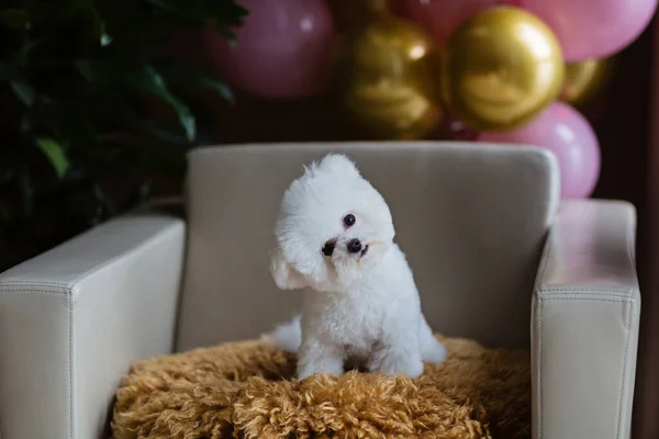 Evdeki sandalyede oturan sevimli beyaz Bichon Frise köpeği. İç dekore edilmiş doğum günü balonları. Bakım salonu, veterinerlik, evcil hayvan ürünleri, takvimler, afişler için kullanılabilir 