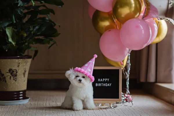 Lindo perro blanco Bichon Frise celebrando cumpleaños en casa. Fiesta de mascotas domésticas con globos de aire caliente de color rosa y dorado — Foto de Stock