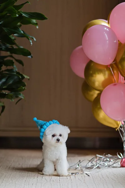 Χαριτωμένο λευκό σκυλί Bichon Frise γιορτάζει τα γενέθλια στο σπίτι. Κατοικίδια ζώα συντροφιάς κόμμα με μπαλόνια θερμού αέρα ροζ και χρυσό χρώμα — Φωτογραφία Αρχείου