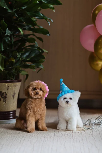 Cute white Bichon Frise and Teacup Poodle dogs celebrating birthday at home. Domestic Pet party with hot air balloons pink and gold color. Pet goods, calendars, veterinary , grooming salon