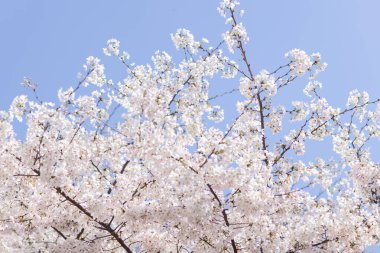 Doğanın güzel çiçekli ve soyut arka planı. Seçici odaklı çiçek açan kiraz dalları. Paskalya ve bahar tebrik kartları için kopyalama alanı olan pankart