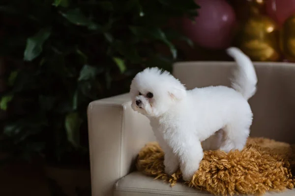 Cute white Bichon Frise dog celebrating birthday at home. Domestic Pet party with hot air balloons pink and gold color