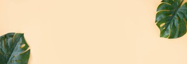 Pastel turuncu arka planda canavar yapraklı yaz kompozisyonu. Düz konum, üst görünüm, genel görünüm, model, şablon, boşluk kopyala