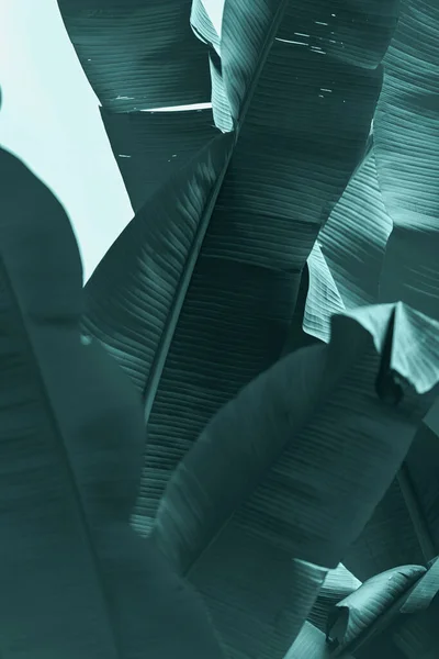 Textura de folha de banana tropical, grande folhagem de palma natural fundo verde escuro cor da água do mar cor verde. Mockup com espaço de cópia, banner — Fotografia de Stock