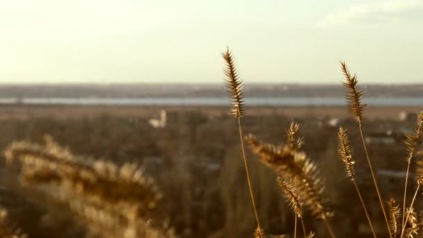 Landscape and spikelets — Stock Video