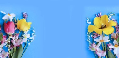 Sarı ve kırmızı laleler ve açık mavi arka planda beyaz nergisler. Şenlikli bahar buketi. Tebrik kartı için arkaplan.