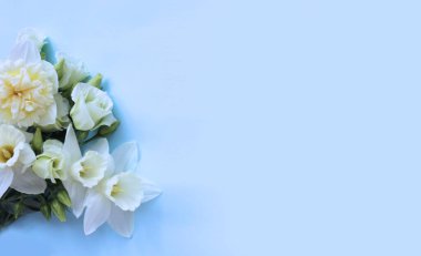 Açık mavi arka planda beyaz nergisler ve methiyeler. Bahar tatili buketi. Açık renkli renkler. Kartpostal için arkaplan.