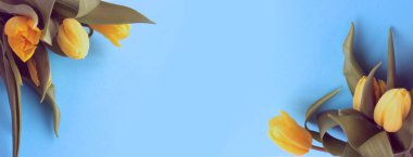 Açık mavi arka planda sarı laleler. Parlak bir bahar tatili kompozisyonu. Tebrik kartları, davetiyeler için arkaplan.