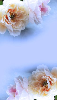 Açık mavi arkaplanda açık tonda şakayıklar. Hassas bir festival kompozisyonu. Tebrik kartları, davetiyeler için arkaplan.