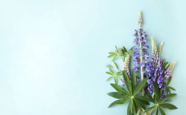 Açık yeşil arka planda mor lupinler. Bahar buketi. Kartlar, davetiyeler ve selamlamalar için arkaplan.