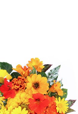 Beyaz arka planda sarı ve turuncu çiçekler. Kasımpatıların çiçek aranjmanı. Selamlama, davet ve kartlar için arkaplan.