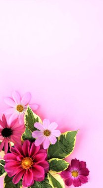 Beyaz arka planda pembe ve kırmızı çiçekler. Dahlia 'lar. Şenlikli bir çiçek aranjmanı. Kartpostallar, selamlar, davetiyeler için arka plan.