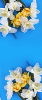 White and yellow daffodils on a blue background. Spring bouquet. Background for congratulations.