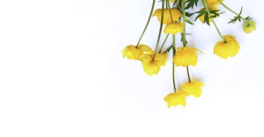 Sarı Trollius çiçekleri beyaz arka planda izole edilmiş. Bir orman bitkisi.