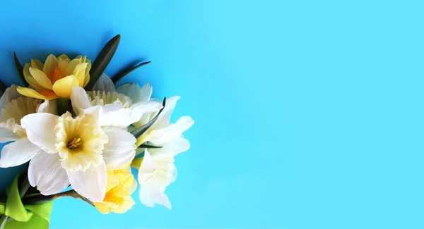 蓝色背景上的白色和黄色水仙花 春天的花束祝贺的背景 — 图库照片
