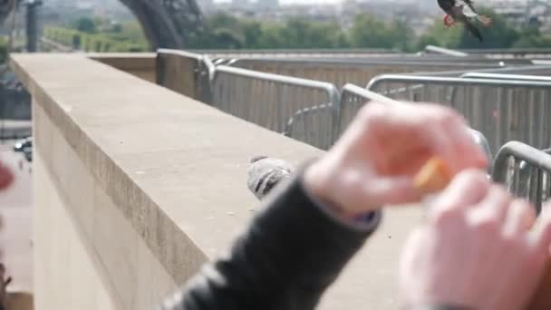 Couple feeds funny pigeons flying to stone parapet in Paris — Stock Video