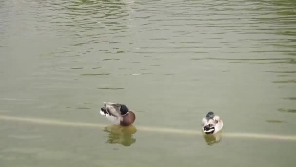 Graue Enten sitzen schlafend auf ruhigem grünen Teichwasser im Park — Stockvideo