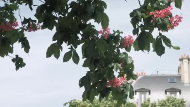 Takken van kastanjeboom met prachtige roze bloemen — Stockvideo