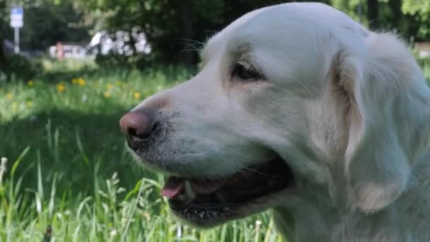 Lucu golden retriever dengan bulu putih duduk di rumput hijau — Stok Video