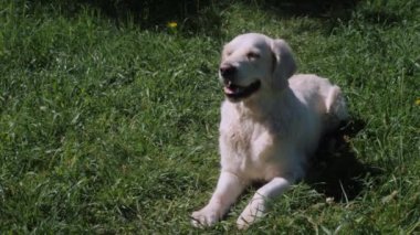Mor dilli büyük golden retriever köpeği çimlerin üzerinde yatıyor.