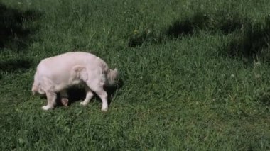 Beyaz kürklü komik golden retriever köpeği çayır boyunca koşar