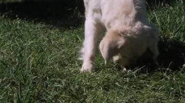 Aktif tüylü Golden Retriever köpek yavrusu yeşil çimen kokuyor