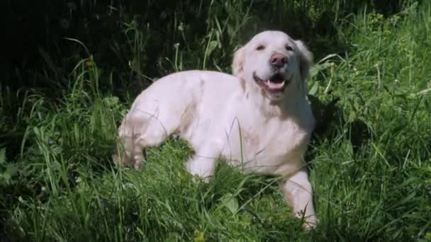 Large white golden retriever dog with long fur lies on grass