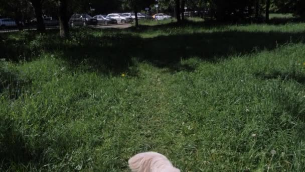 Funny peludo blanco golden retriever se sienta en la hierba verde — Vídeo de stock