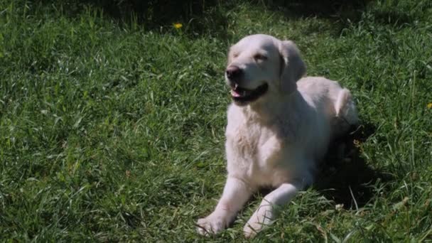 Velký zlatý retrívr pes s purpurovým jazykem leží na trávě — Stock video