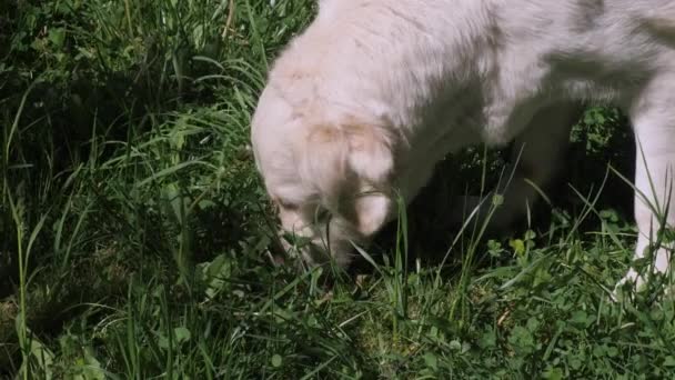 Golden retriever perro con pelaje largo busca comida en la hierba — Vídeos de Stock