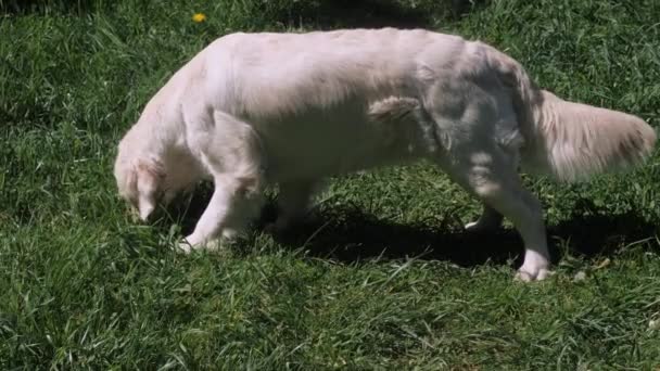 Golden retriever z długim białym futrem pachnie zieloną trawą — Wideo stockowe