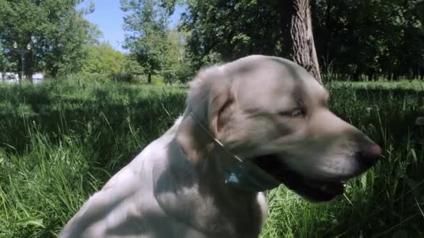Divertido perro peludo golden retriever con máscara desechable azul — Vídeos de Stock