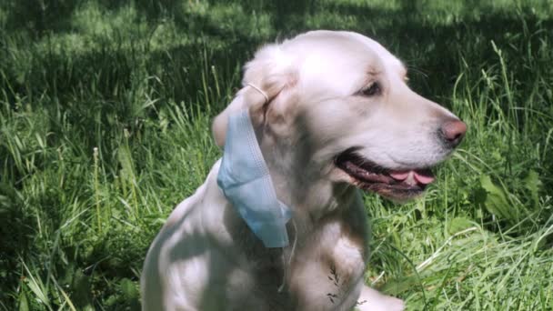 Perro peludo golden retriever con mascarilla desechable azul — Vídeo de stock