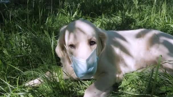 White golden retriever with long fur takes off blue mask — Stock Video