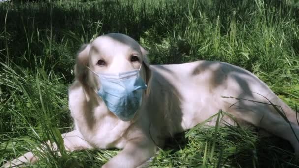 Mavi tek kullanımlık maskeli tüylü golden retriever köpeği — Stok video