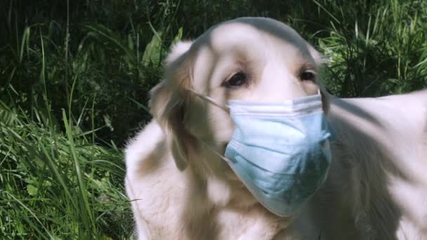 Golden retriever cão em azul máscara facial descartável no focinho — Vídeo de Stock