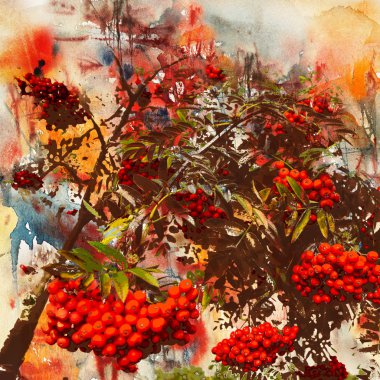 Kırmızı rowanberry, arka plan