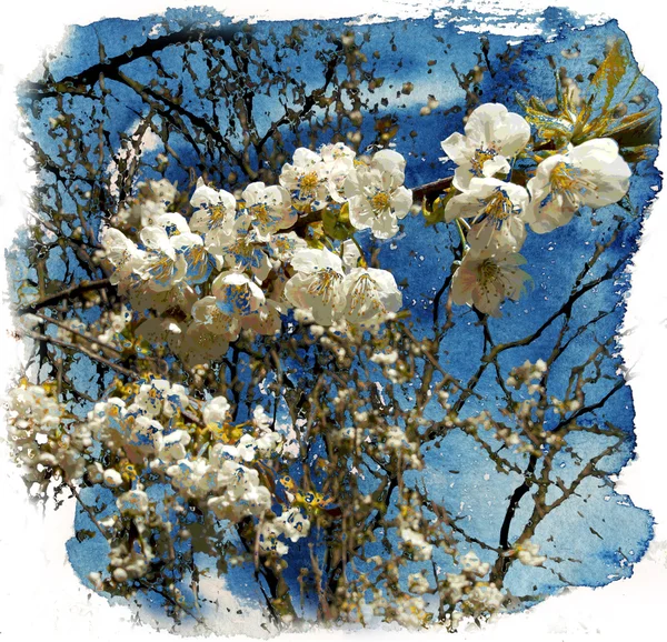 Blommande körsbär på blå bakgrund — Stockfoto