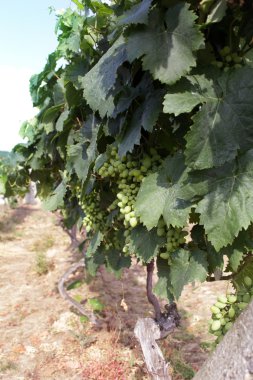 Olgun beyaz şarap üzüm bağ satırla görünümünü demet 