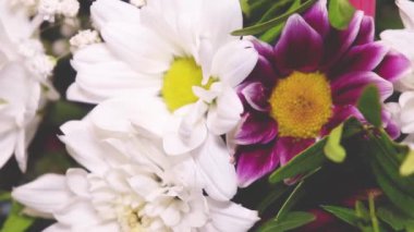 Çok renkli gerberaların yavaş yavaş dönen buketi..