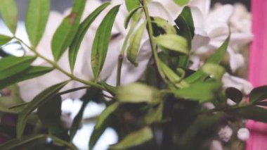 Çok renkli gerberaların yavaş yavaş dönen buketi..