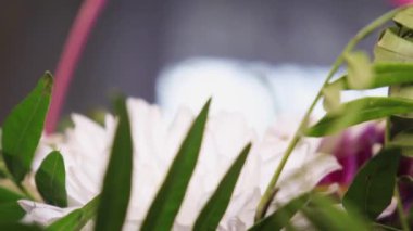 Çok renkli gerberaların yavaş yavaş dönen buketi..