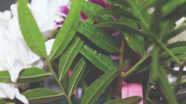 Çok renkli gerberaların yavaş yavaş dönen buketi..