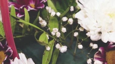 Çok renkli gerberaların yavaş yavaş dönen buketi..