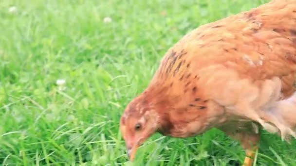 Pollos Pueblo Los Pollos Marrones Caminan Sobre Hierba Verde Buscando — Vídeo de stock