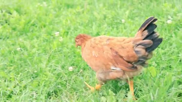 Polli Nel Villaggio Polli Marroni Camminano Erba Verde Cerca Cibo — Video Stock