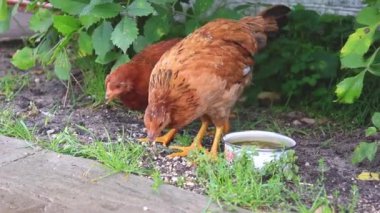 Köydeki tavuklar. Köy evinin bodrumunda, yeşillik altında kahverengi tavuklar. Tavuklar bir kase suyun yanında kumu gagalar..