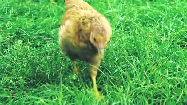 Kurczaki Wiosce Brązowe Kurczaki Chodzą Zielonej Trawie Szukając Jedzenia Kurczaki — Wideo stockowe